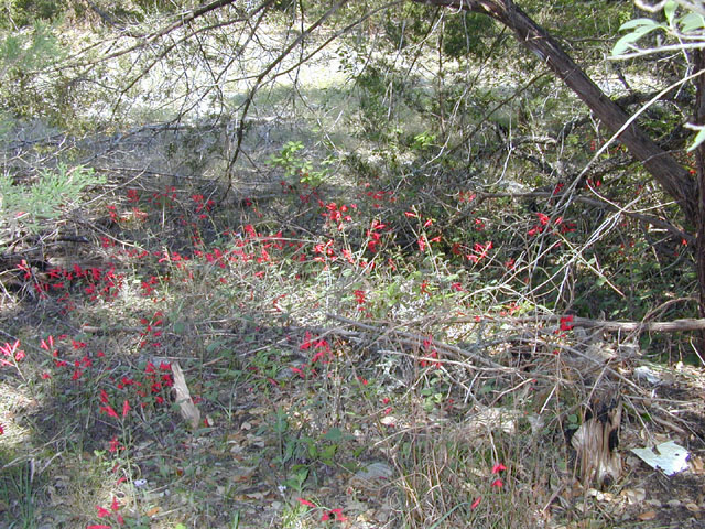 Salvia roemeriana (Cedar sage) #13289
