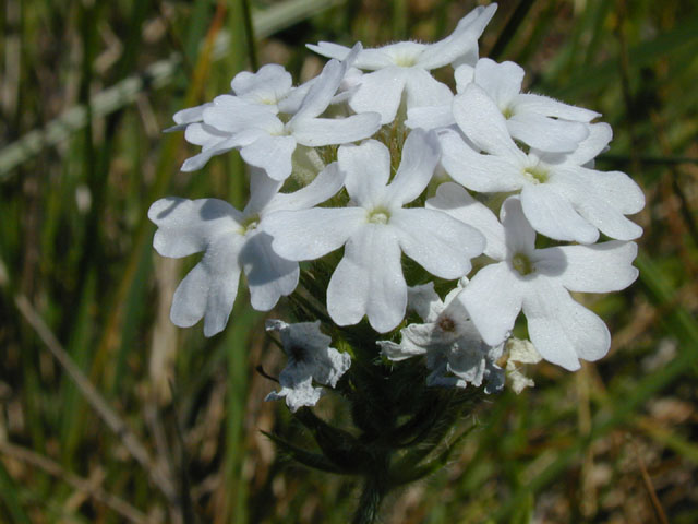 Glandularia bipinnatifida var. bipinnatifida (Prairie verbena) #13300