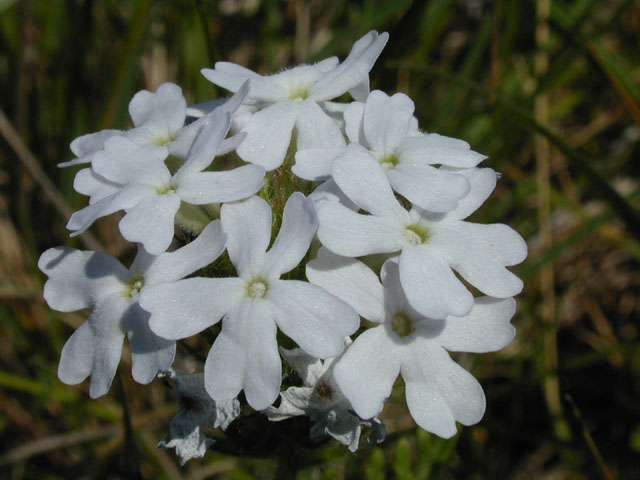 Glandularia bipinnatifida var. bipinnatifida (Prairie verbena) #13301