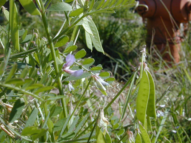 Vicia ludoviciana ssp. ludoviciana (Deer pea vetch) #13310
