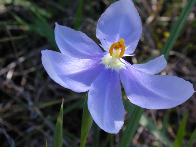 Nemastylis geminiflora (Prairie celestials) #13316