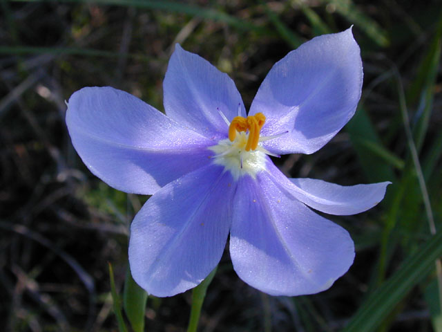 Nemastylis geminiflora (Prairie celestials) #13317