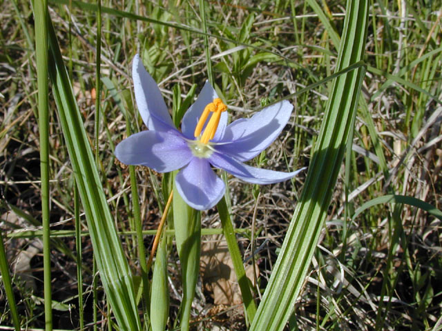Nemastylis geminiflora (Prairie celestials) #13319