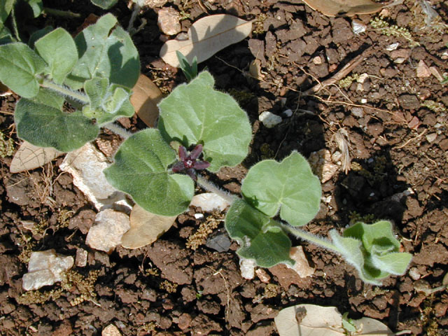 Matelea biflora (Purple milkweed vine) #13333