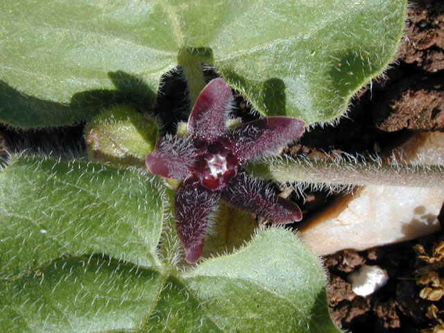Matelea biflora (Purple milkweed vine) #13335