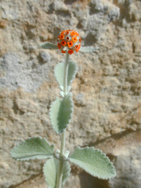Buddleja marrubiifolia (Woolly butterflybush) #13361