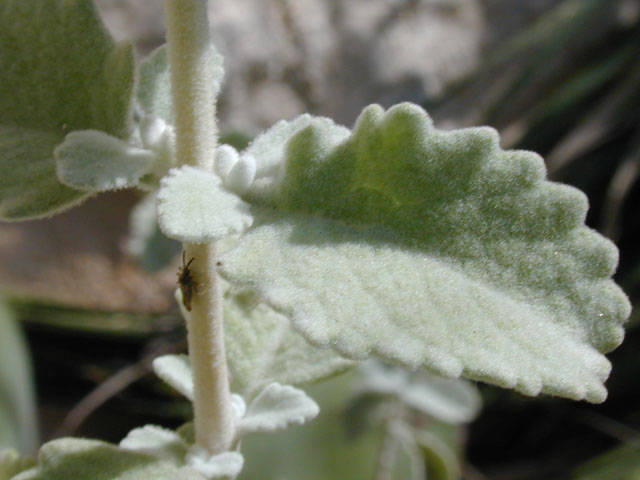 Buddleja marrubiifolia (Woolly butterflybush) #13362