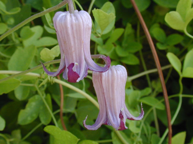 Clematis pitcheri (Purple leatherflower) #13367