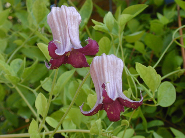 Clematis pitcheri (Purple leatherflower) #13368