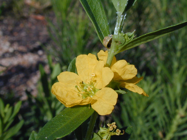Heimia salicifolia (Shrubby yellowcrest) #13384