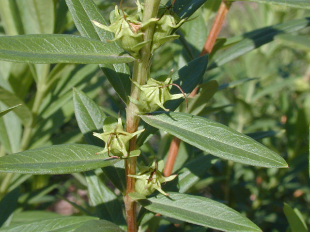 Heimia salicifolia (Shrubby yellowcrest) #13385