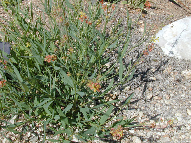 Galphimia angustifolia (Narrow-leaf goldshower) #13408