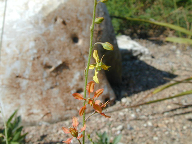 Galphimia angustifolia (Narrow-leaf goldshower) #13409