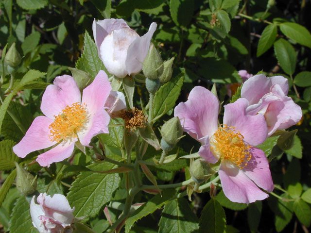 Rosa setigera (Climbing prairie rose) #13422