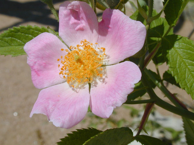 Rosa setigera (Climbing prairie rose) #13423