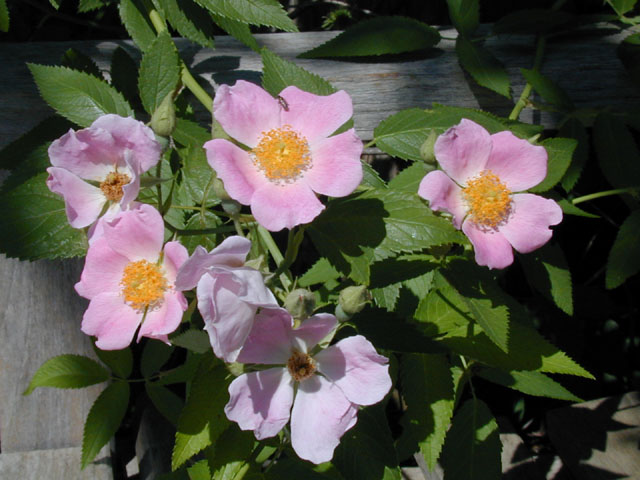 Rosa setigera (Climbing prairie rose) #13424