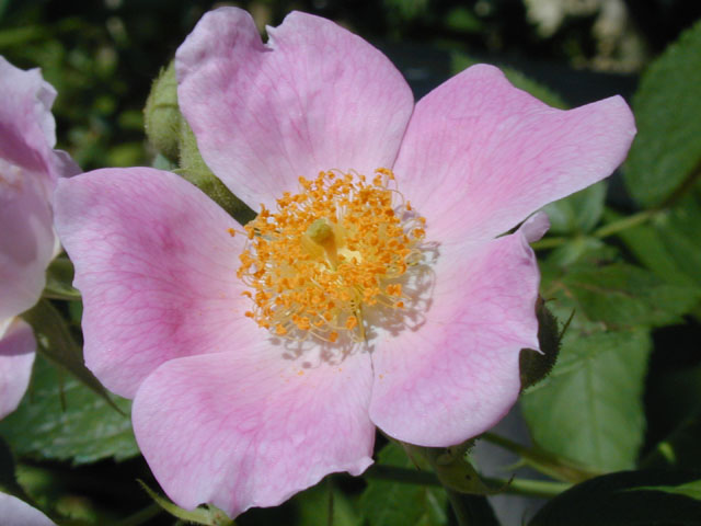 Rosa setigera (Climbing prairie rose) #13430