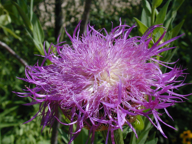 Centaurea americana (American basket-flower) #13440