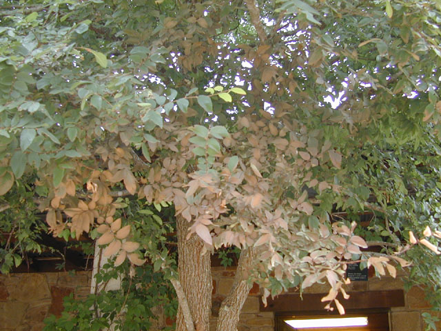 Ulmus crassifolia (Cedar elm) #13446