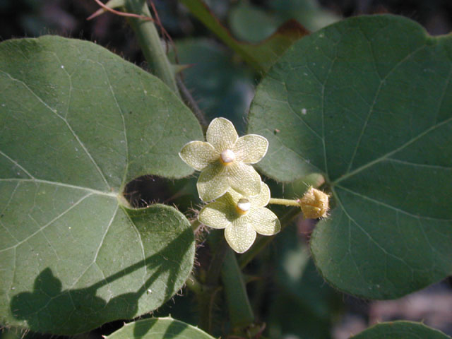 Matelea reticulata (Pearl milkweed vine) #13458