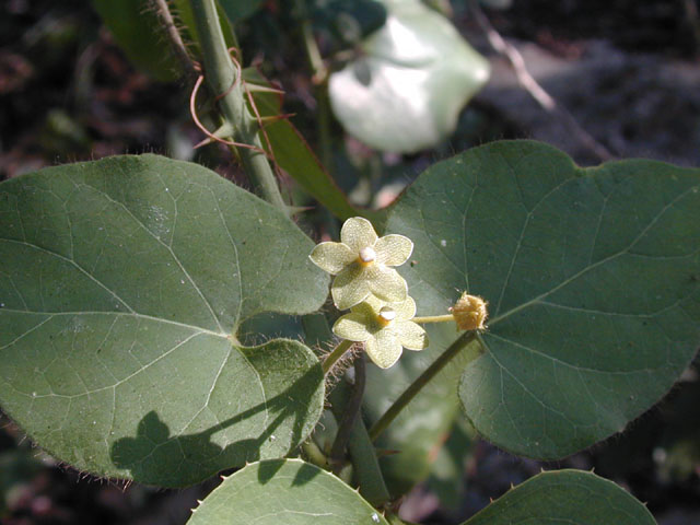 Matelea reticulata (Pearl milkweed vine) #13459