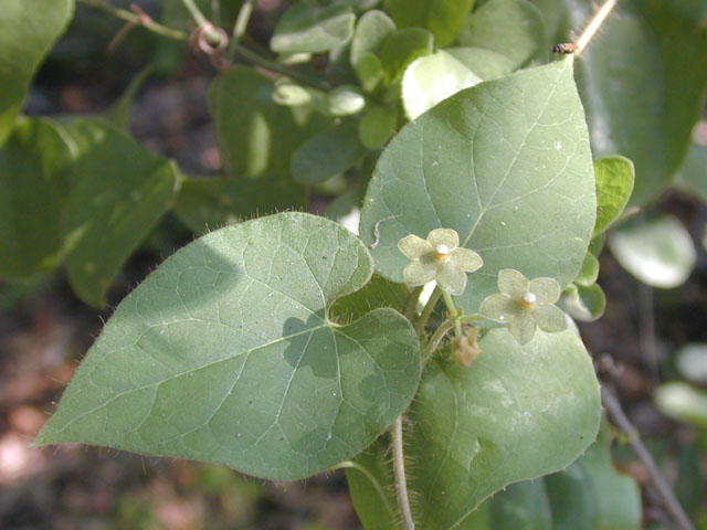 Matelea reticulata (Pearl milkweed vine) #13460