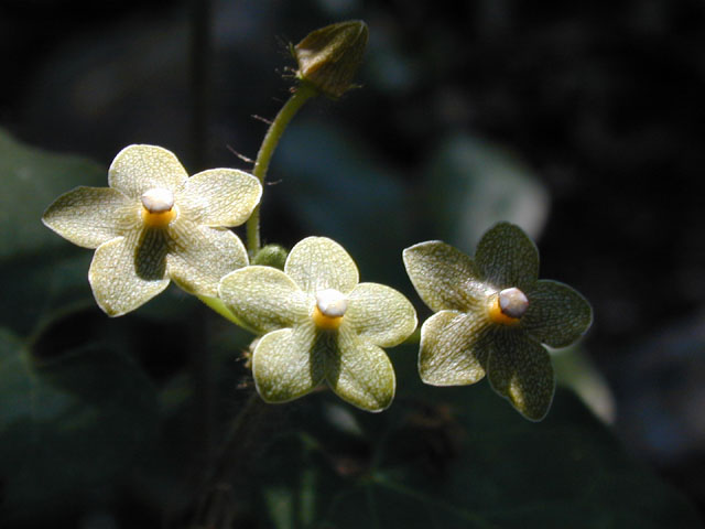 Matelea reticulata (Pearl milkweed vine) #13462