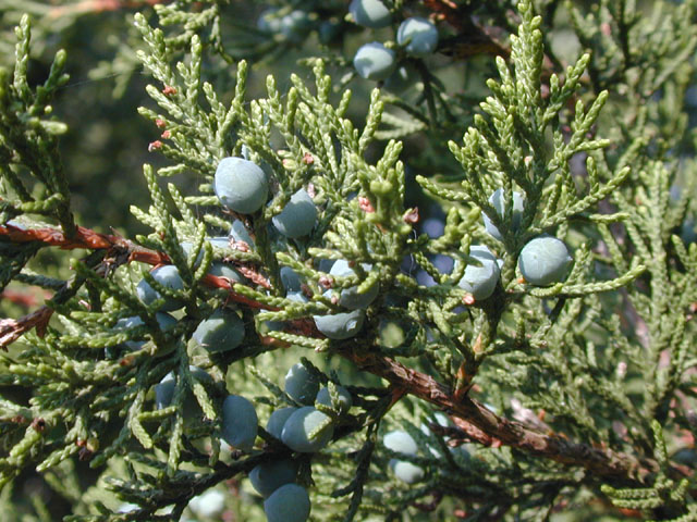 Juniperus ashei (Ashe juniper) #13471