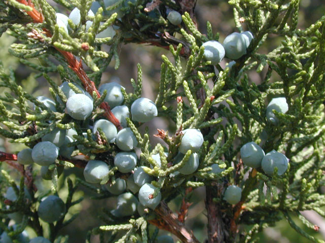 Juniperus ashei (Ashe juniper) #13472