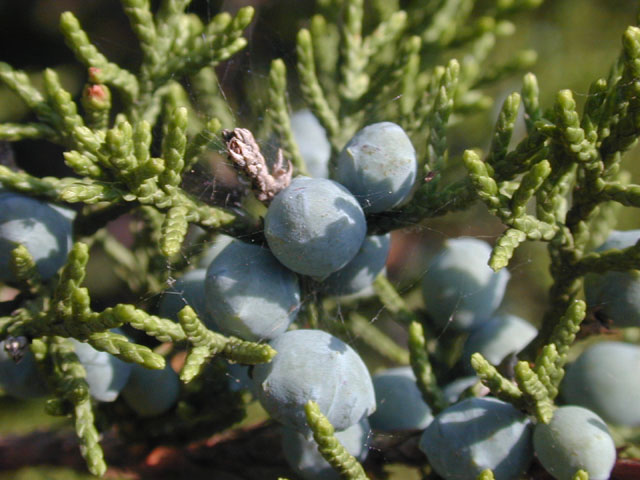 Juniperus ashei (Ashe juniper) #13473