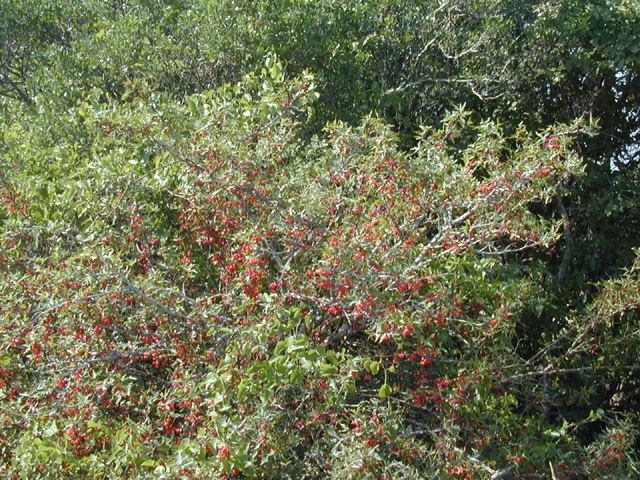 Mahonia trifoliolata (Agarita) #13474