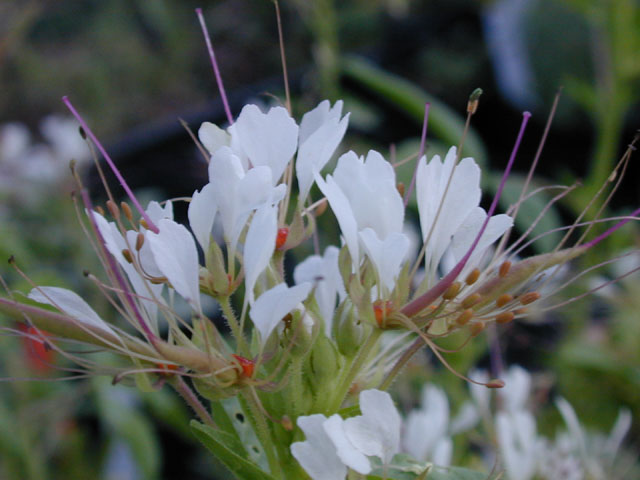 Polanisia dodecandra ssp. trachysperma (Sandyseed clammyweed) #13489