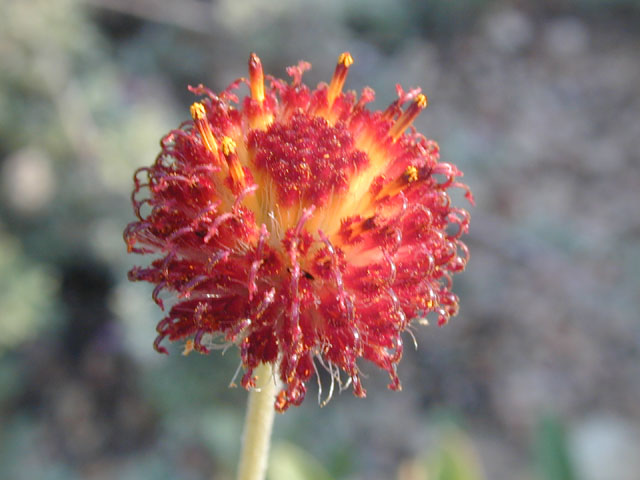 Gaillardia suavis (Pincushion daisy) #13495