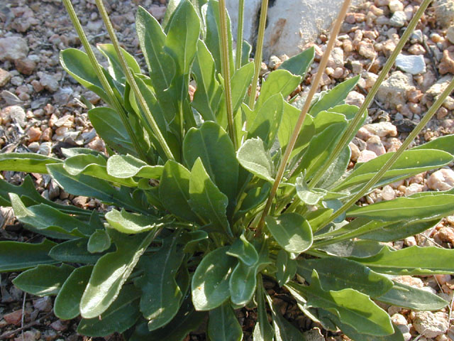 Gaillardia suavis (Pincushion daisy) #13496