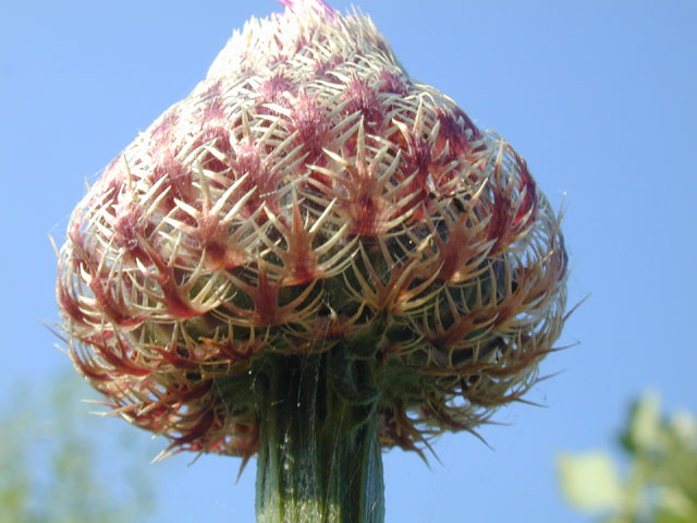 Centaurea americana (American basket-flower) #13498
