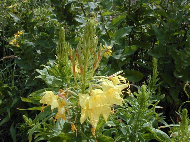 Oenothera rhombipetala (Fourpoint evening-primrose) #13504