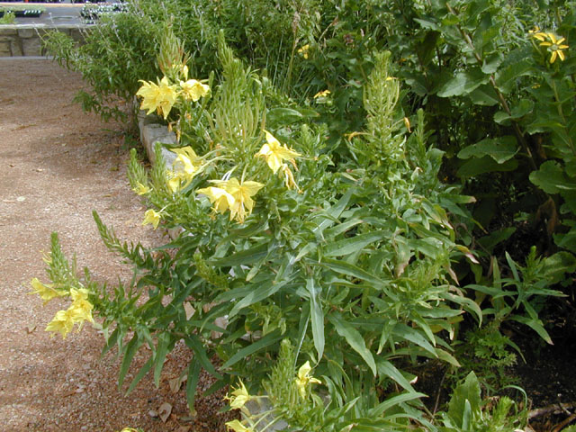 Oenothera rhombipetala (Fourpoint evening-primrose) #13505