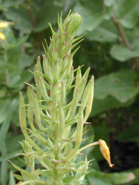 Oenothera rhombipetala (Fourpoint evening-primrose) #13507