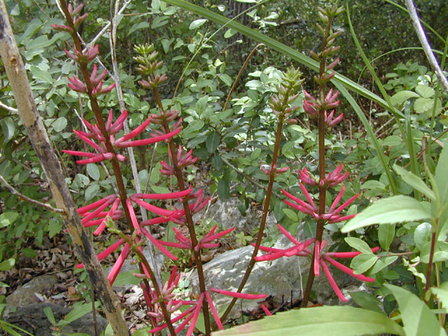 Erythrina herbacea (Coralbean) #13515