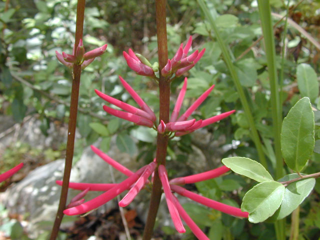 Erythrina herbacea (Coralbean) #13517