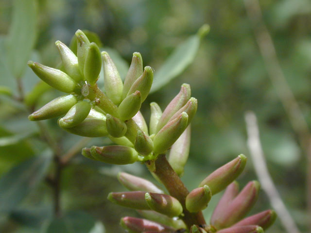 Erythrina herbacea (Coralbean) #13518