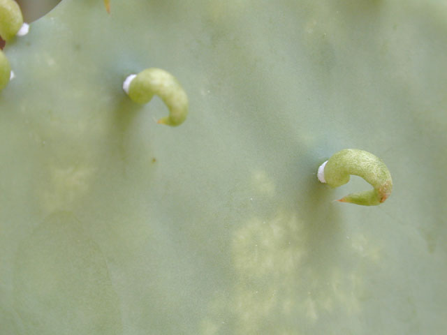 Opuntia ellisiana (Spineless prickly pear) #13524