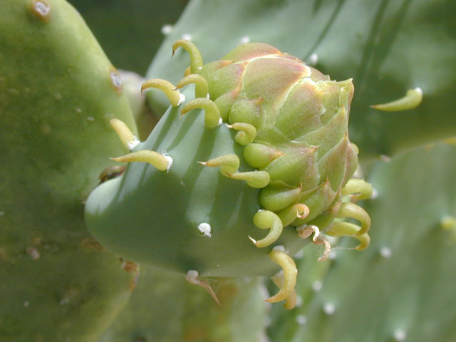 Opuntia ellisiana (Spineless prickly pear) #13525