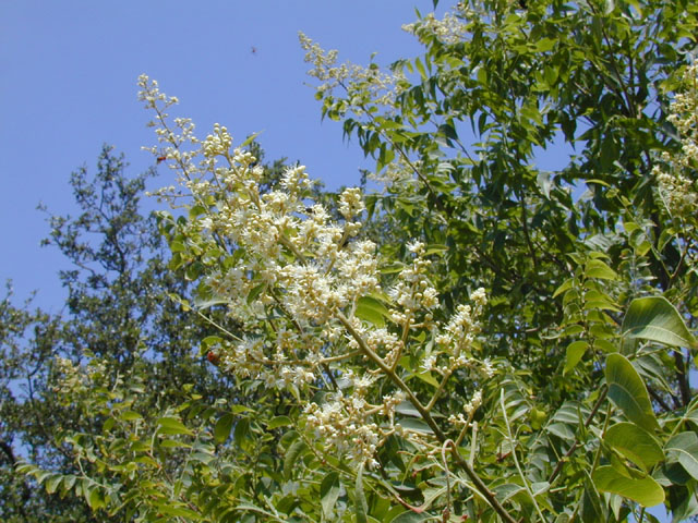 Sapindus saponaria var. drummondii (Western soapberry) #13529