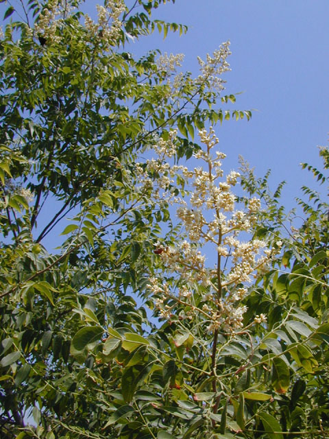 Sapindus saponaria var. drummondii (Western soapberry) #13530