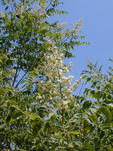 Sapindus saponaria var. drummondii (Western soapberry) #13531