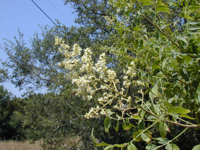 Sapindus saponaria var. drummondii (Western soapberry) #13535