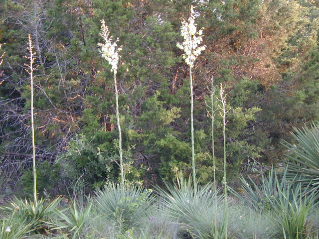 Yucca constricta (Buckley yucca) #13539