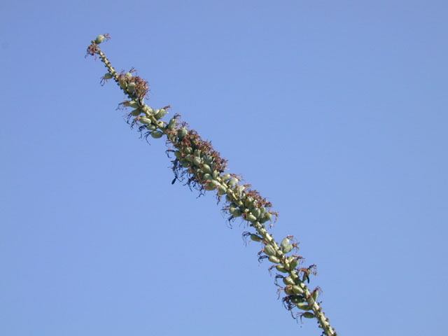 Agave univittata (Thorncrest century plant) #13542