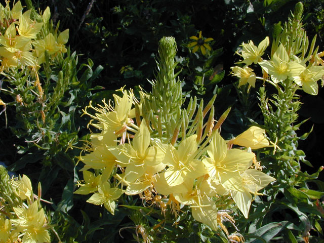 Oenothera rhombipetala (Fourpoint evening-primrose) #13543
